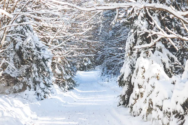 Árvores Cobertas Neve Nas Montanhas — Fotografia de Stock