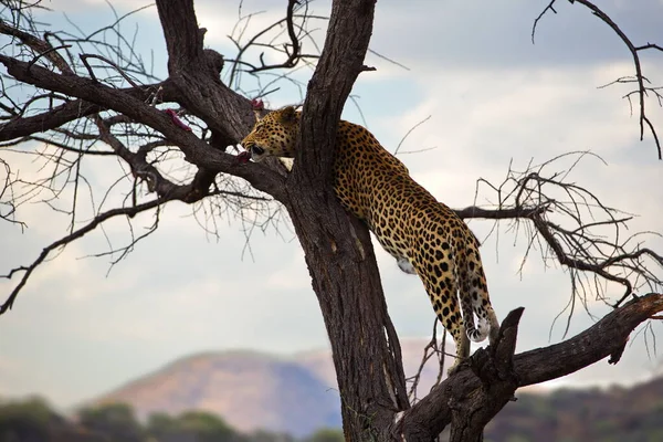 Леопард Дереве — стоковое фото