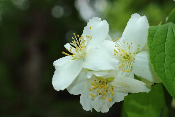 Białe Kwiaty Jabłoni Wiosną — Zdjęcie stockowe