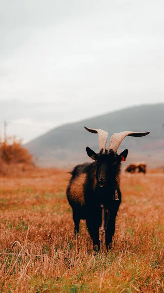 Tiro Perto Uma Vaca Campo — Fotografia de Stock