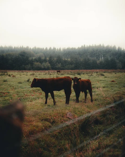 Pasoucí Krávy Louce — Stock fotografie