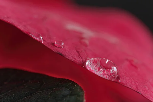 Красива Червона Квітка Чорному Тлі — стокове фото