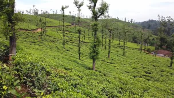 Зеленая Чайная Плантация Лесу — стоковое видео