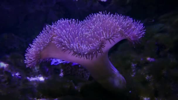 Krásné Mořské Sasanky Akváriu — Stock video