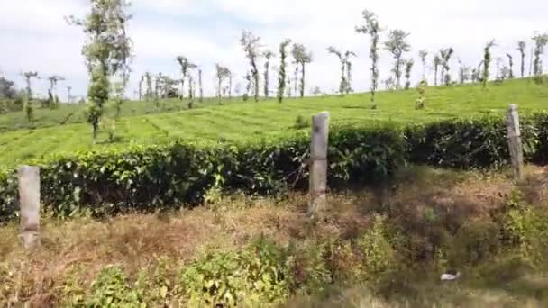 Grama Verde Jardim — Vídeo de Stock