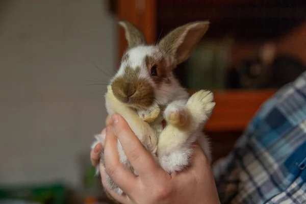 Niedliches Kleines Kaninchen Käfig — Stockfoto