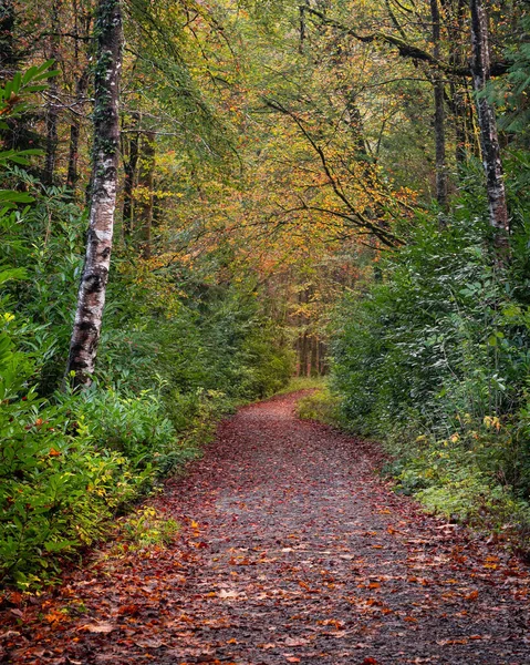 Bosque Otoñal Con Árboles Hojas Verdes —  Fotos de Stock