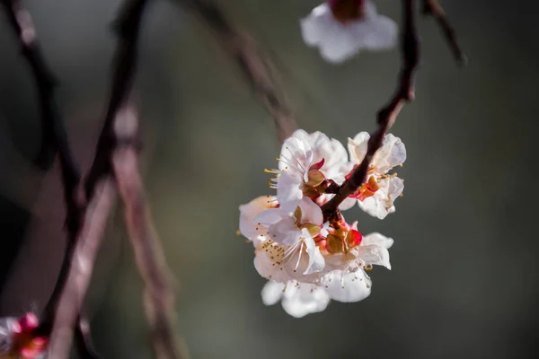 Belas Flores Primavera Jardim — Fotografia de Stock