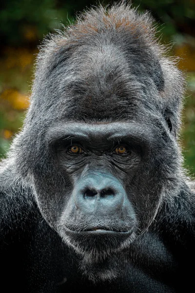 Gros Plan Gorille Dans Zoo — Photo