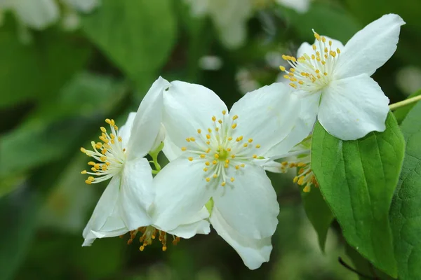 White Flowers Apple Tree Spring — Stock Photo, Image