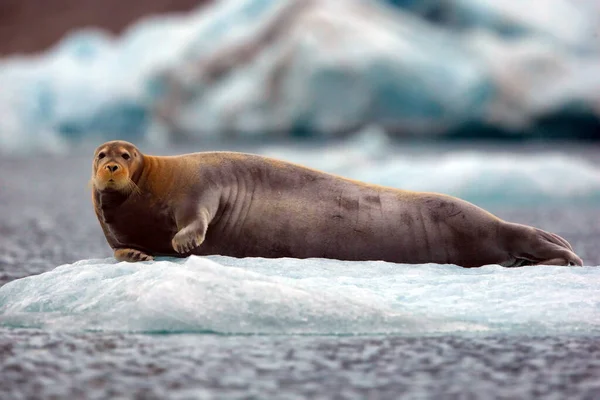 Zeeleeuw Patagonië Argentinië — Stockfoto