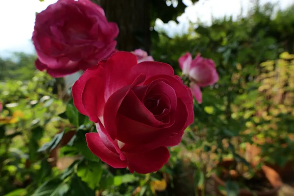 Gyönyörű Vörös Rózsák Kertben — Stock Fotó