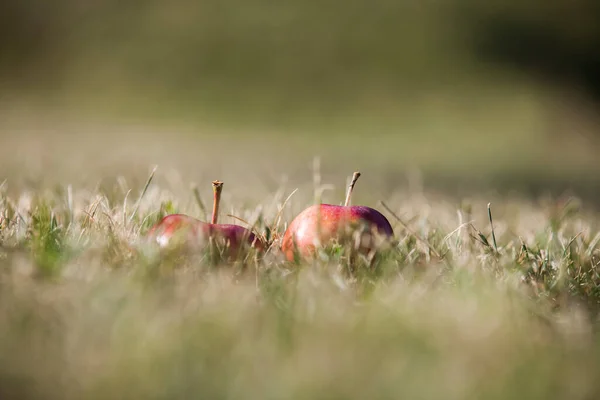 stock image red apples in the grass