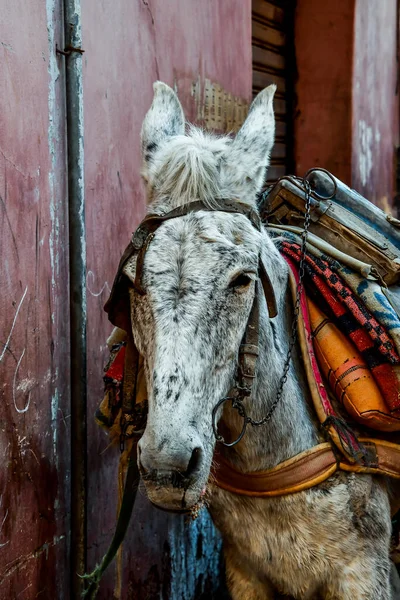 Koń Rynku — Zdjęcie stockowe