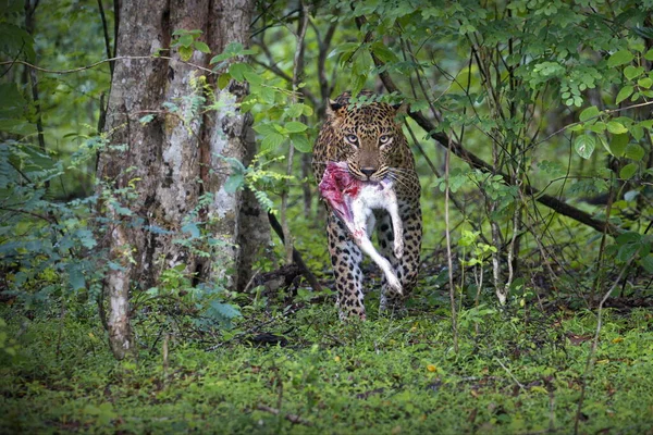 Leopardo Nella Foresta — Foto Stock
