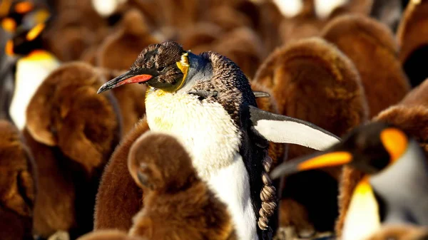 Grupo Pinguins Bonitos Praia — Fotografia de Stock