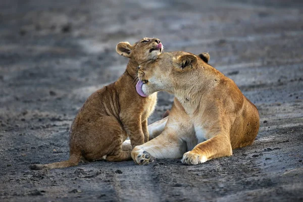 Lionne Dans Zoo — Photo