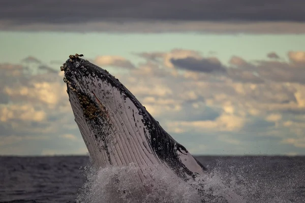 Ballena Jorobada Mar — Foto de Stock