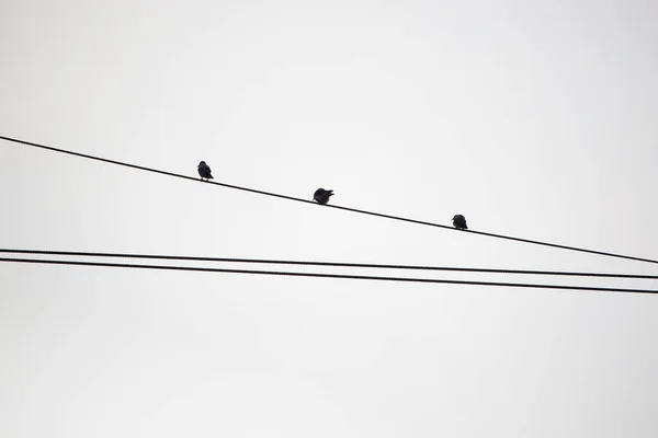 钢丝绳上的鸟 — 图库照片