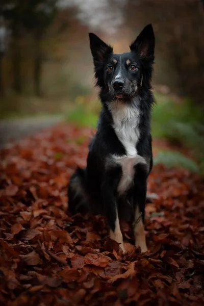 Pies Jesiennym Lesie — Zdjęcie stockowe