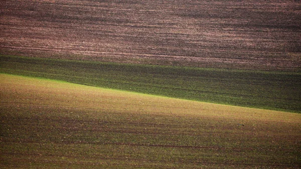 Aerial View Field Wheat Fields — Stock Photo, Image