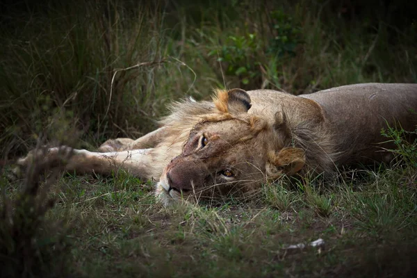 Closeup Shot Lioness Lying Rock — Stock Photo, Image