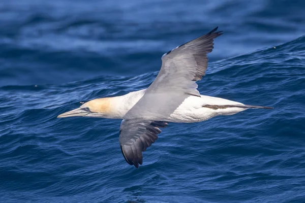 Mouette Volant Dans Mer — Photo