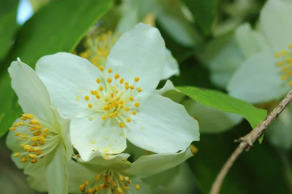 庭の梨の木の白い花 — ストック写真
