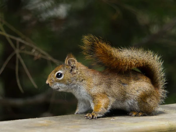 Ekorre Skogen — Stockfoto