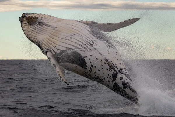 Humpback Whale Sea — Stock Photo, Image