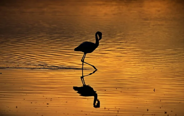 湖の美しい夕日 — ストック写真