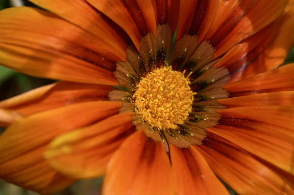 Primer Plano Una Hermosa Flor Amarilla — Foto de Stock