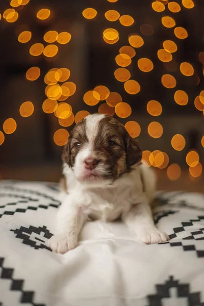 Χαριτωμένο Σκυλάκι Χριστουγεννιάτικες Διακοσμήσεις — Φωτογραφία Αρχείου