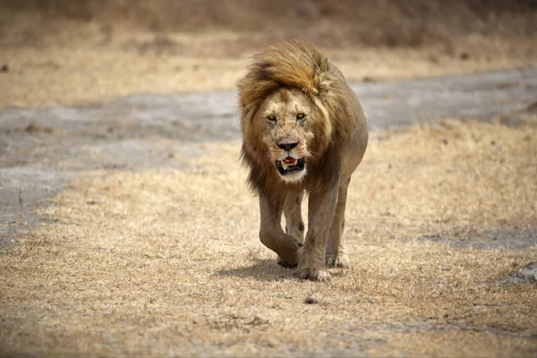 Löwe Der Savanne Von Kenia — Stockfoto