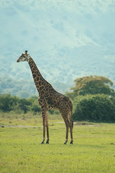 Jirafa Sabana Kenya — Foto de Stock