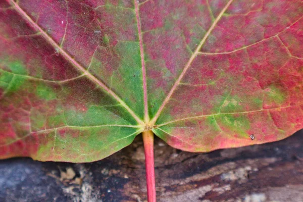 Feuilles Vertes Sur Arbre — Photo