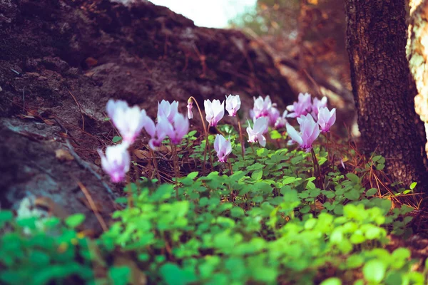 Красиві Фіолетові Квіти Лісі — стокове фото