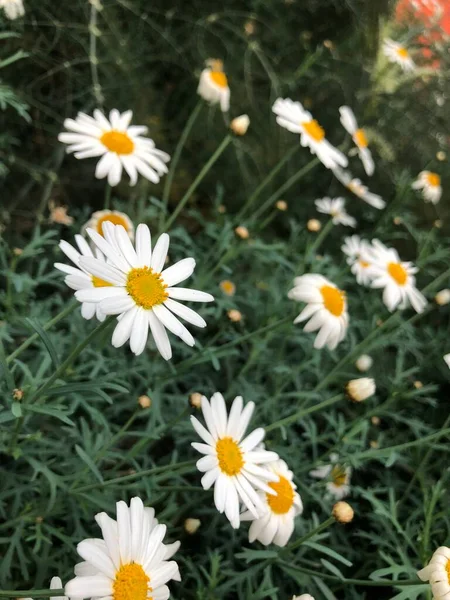 Weiße Gänseblümchen Garten — Stockfoto