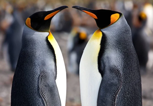 Gentoo Pingvin Tengerben — Stock Fotó