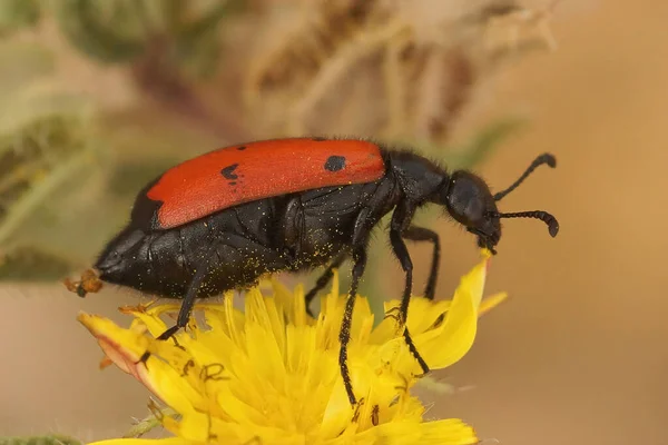 Closeup Colorful Mediterranean Blister Beetle Mylabris Quadripunctata Sitting Yellow Picris — Foto de Stock