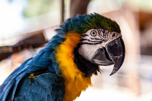 Zblízka Portrét Krásného Barevného Papouška — Stock fotografie
