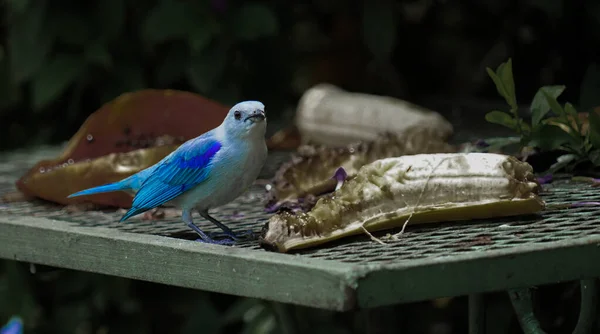 Primer Plano Pájaro Ojos Azules Sentado Una Rama —  Fotos de Stock
