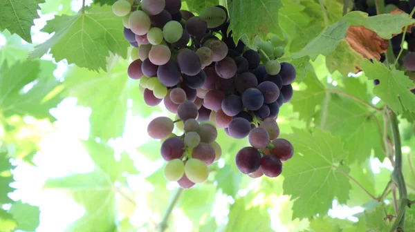 Bunch Grapes Vine — Stock Photo, Image
