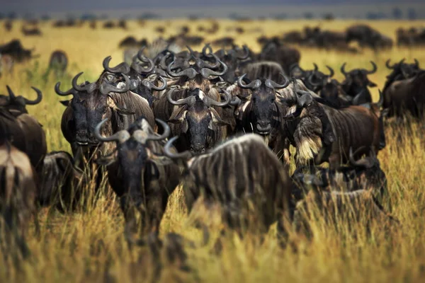 Gruppo Animali Selvatici Nella Savana — Foto Stock