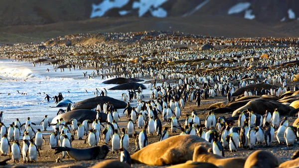 Flock Pingviner Havet — Stockfoto