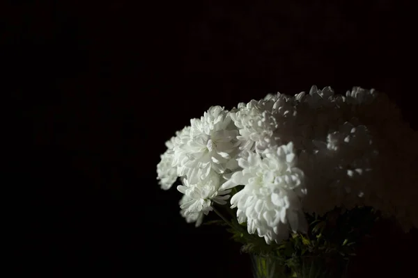 Krásná Bílá Chryzantéma Květiny Černém Pozadí — Stock fotografie