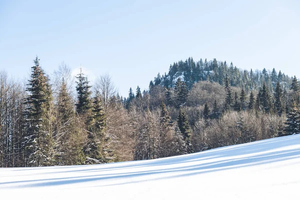 Snow Covered Trees Mountains — Stock Photo, Image