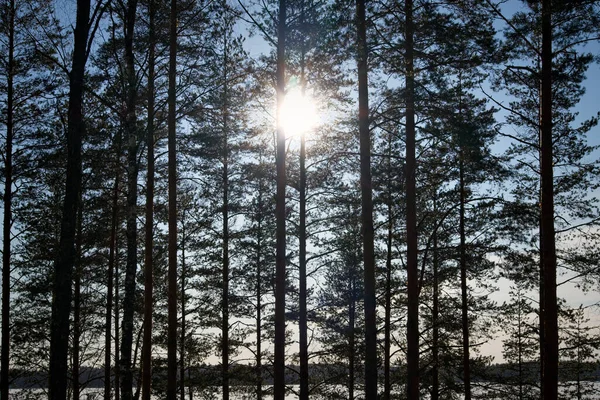 Çam Ağaçlarının Arasından Güneş Parlıyor — Stok fotoğraf