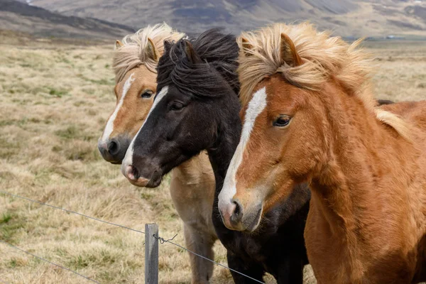 Una Mandria Cavalli Montagna — Foto Stock