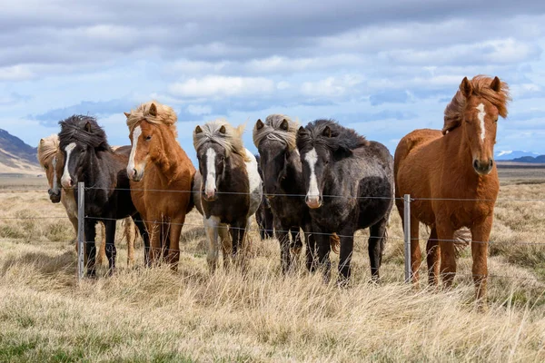 Islandshästar Fjällen — Stockfoto